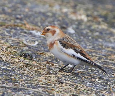 Sneeuwgors - Snow Bunting