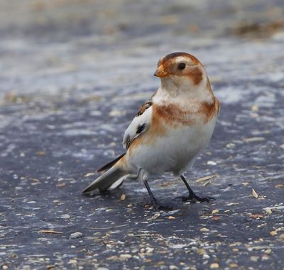Sneeuwgors - Snow Bunting