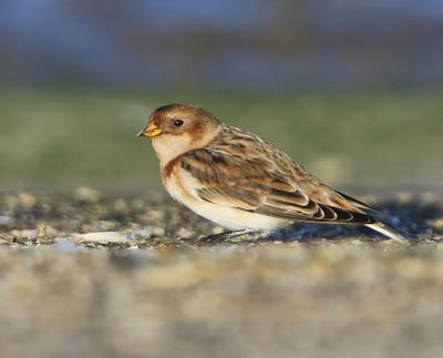 Sneeuwgors - Snow Bunting