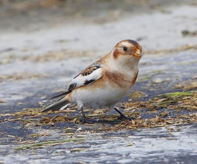 Sneeuwgors - Snow Bunting