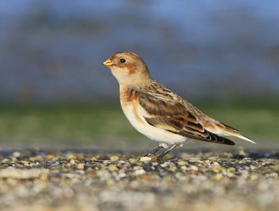 Sneeuwgors - Snow Bunting
