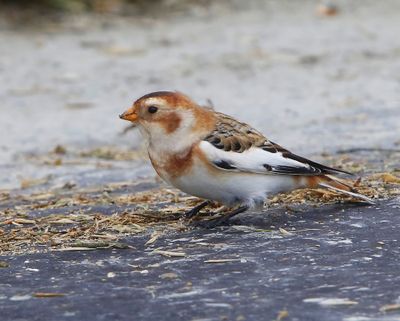 Sneeuwgors - Snow Bunting