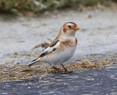 Sneeuwgors - Snow Bunting