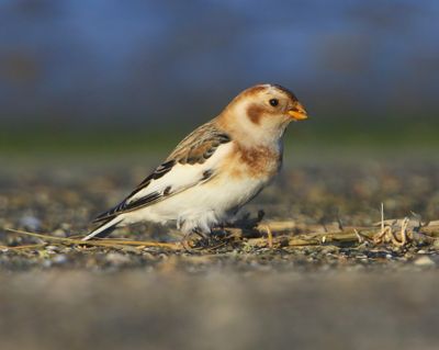 Sneeuwgors - Snow Bunting