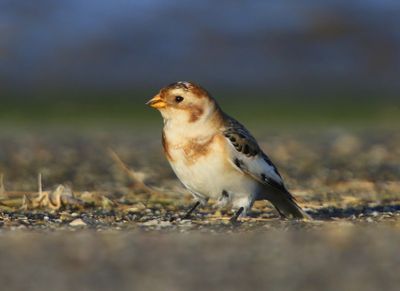 Sneeuwgors - Snow Bunting