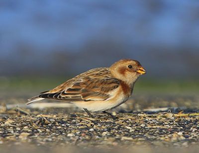 Sneeuwgors - Snow Bunting