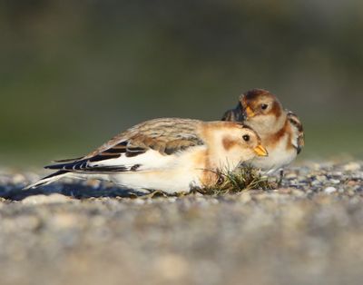 Sneeuwgorzen - Snow Buntings