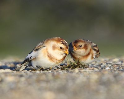 Sneeuwgorzen - Snow Buntings