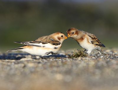 Sneeuwgorzen - Snow Buntings