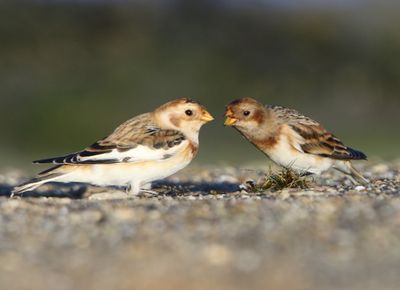 Sneeuwgorzen - Snow Buntings