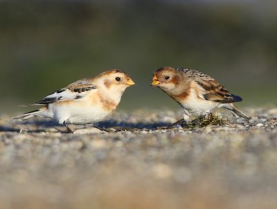 Sneeuwgorzen - Snow Buntings