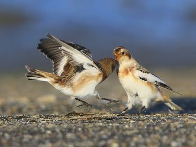 Sneeuwgorzen - Snow Buntings