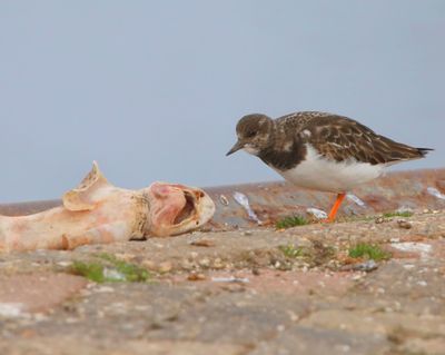 Steenloper - Ruddy Turnstone