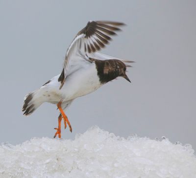 Steenloper - Ruddy Turnstone