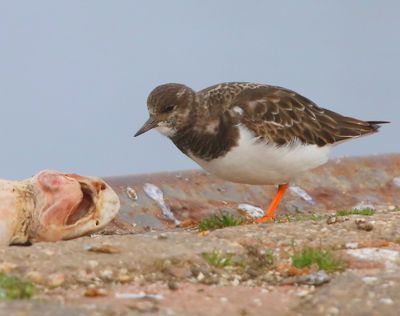 Steenloper - Ruddy Turnstone