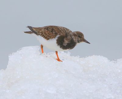 Steenloper - Ruddy Turnstone