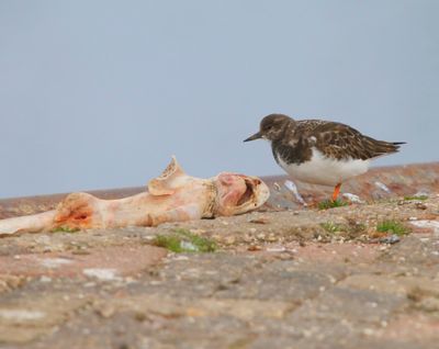 Steenloper - Ruddy Turnstone