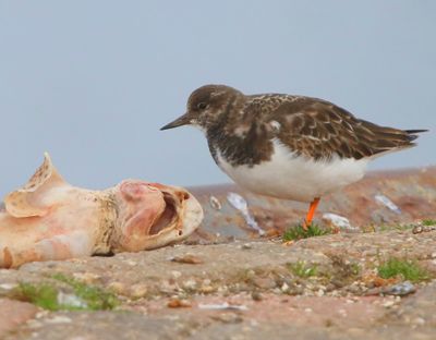 Steenloper - Ruddy Turnstone