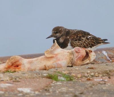 Steenloper - Ruddy Turnstone