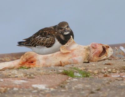 Steenloper - Ruddy Turnstone