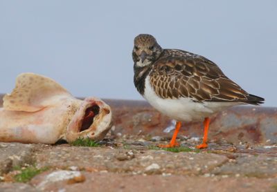 Steenloper - Ruddy Turnstone