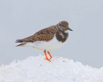Steenloper - Ruddy Turnstone