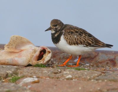 Steenloper - Ruddy Turnstone