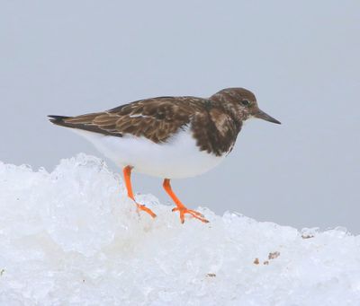 Steenloper - Ruddy Turnstone