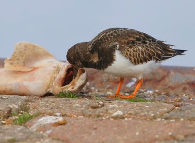 Steenloper - Ruddy Turnstone