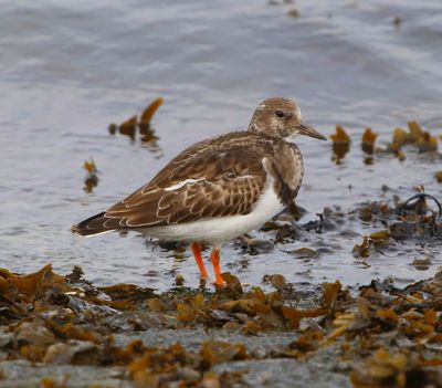 Steenloper - Ruddy Turnstone