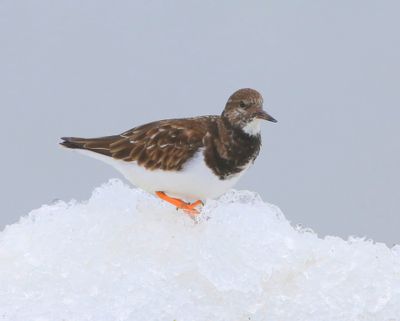 Steenloper - Ruddy Turnstone