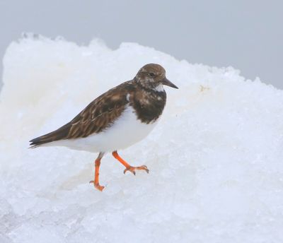 Steenloper - Ruddy Turnstone