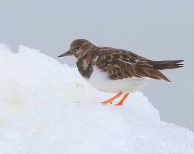 Steenloper - Ruddy Turnstone