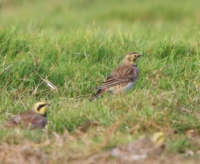 Strandleeuwerik - Horned Lark