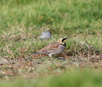 Strandleeuwerik - Horned Lark