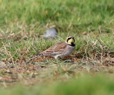 Strandleeuwerik - Horned Lark