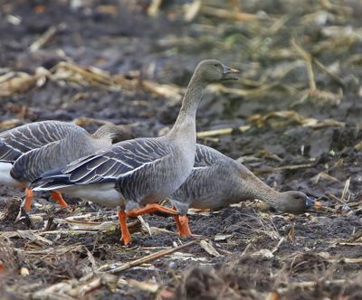 Toendrarietganzen - Tundra Bean Geese