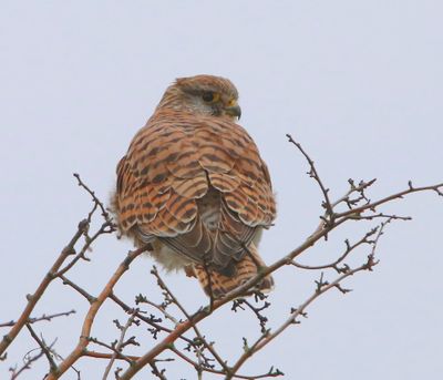 Torenvalk - Common Kestrel