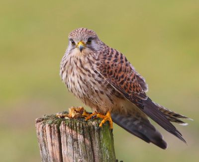 Torenvalk - Common Kestrel