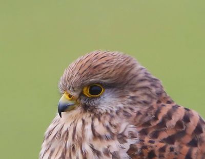 Torenvalk - Common Kestrel
