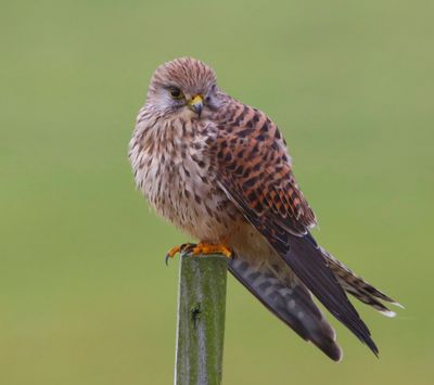 Torenvalk - Common Kestrel