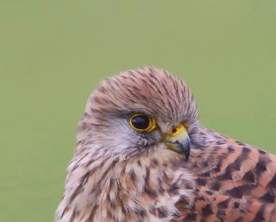 Torenvalk - Common Kestrel