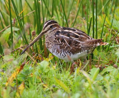 Watersnip - Common Snipe