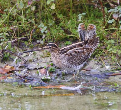 Watersnip - Common Snipe
