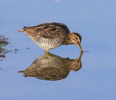 Watersnip - Common Snipe
