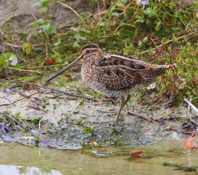 Watersnip - Common Snipe