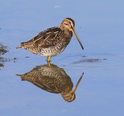 Watersnip - Common Snipe