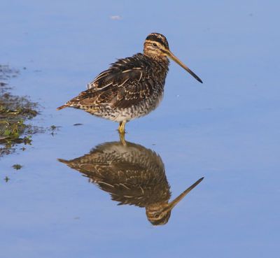 Watersnip - Common Snipe