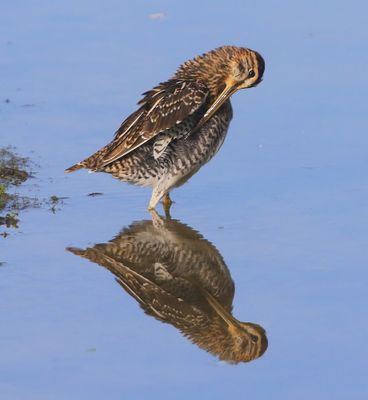 Watersnip - Common Snipe