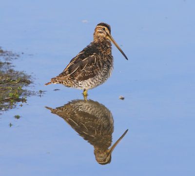 Watersnip - Common Snipe